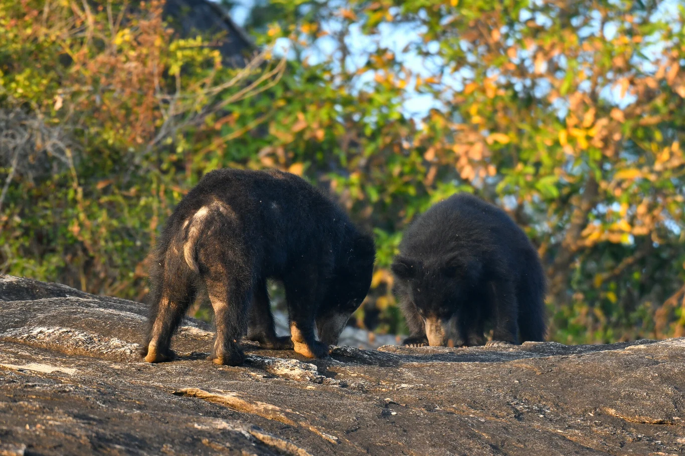 Wargacz leniwy to ssak z rodziny niedźwiedziowatych Dwa niedźwiedzie zajęte przeszukiwaniem skalistego terenu, w tle rozmyte drzewa i kolorowe liście, zwierzęta skupione na gruncie