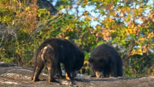 Wargacz leniwy to ssak z rodziny niedźwiedziowatych