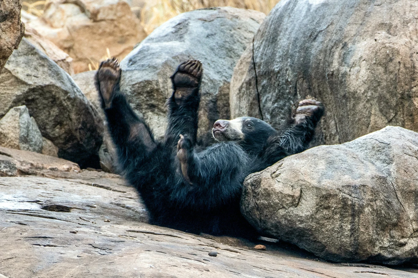 W Indiach i Sri Lance był gatunkiem licznym do lat 90. XX wieku. Obecnie jest rzadko spotykany Niedźwiedź leżący na plecach pomiędzy dużymi skałami, łapy uniesione do góry, futro czarne, teren skalisty z małą ilością roślinności.