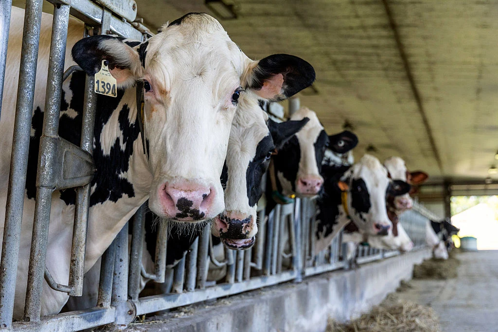 Krowy rasy holsztyńskiej stoją w rzędzie w oborze przy metalowych przegrodach, spoglądając w stronę obiektywu, na podłodze widoczne siano.