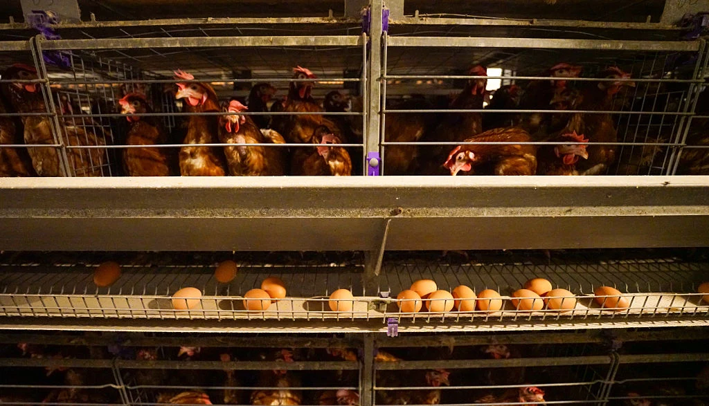 Ferma jajek Kury zamknięte w ciasnych klatkach na fermie przemysłowej, większość z nich stoi blisko siebie, nad dolną warstwą znajduje się rząd świeżo zniesionych jajek ułożonych na metalowej siatce.