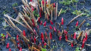 Efekty zimowej pielęgnacji piwonii przyjdą wiosną.