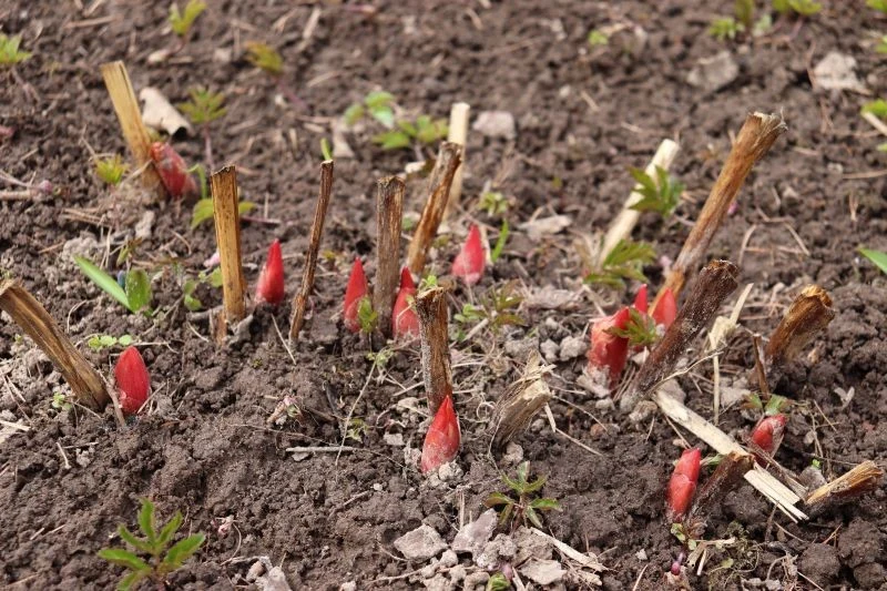 Piwonie trzeba przyciąć jesienią, ale nie za wcześnie