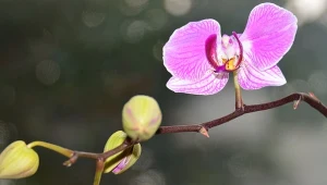 W zimowych miesiącach powinniśmy bardzo uważne obserwować storczyki.