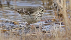 Świergotek syberyjski to ekstremalnie rzadki gość w Polsce