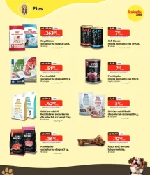 Karnawał promocji - Kakadu