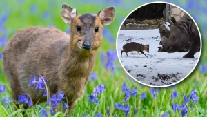 Sieć podbija wideo, na którym widać jak mały mundżak atakuje ogromnego nosorożca