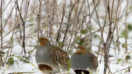 Kuropatwa szara, zwana też polną lub zwyczajną.
