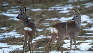 Wrócą polowania z dziećmi? "Powodują szkody w psychice"