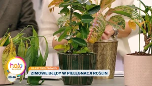 Rośliny doniczkowe zimą. Kasia Joda o najczęstszych błędach w pielęgnacji