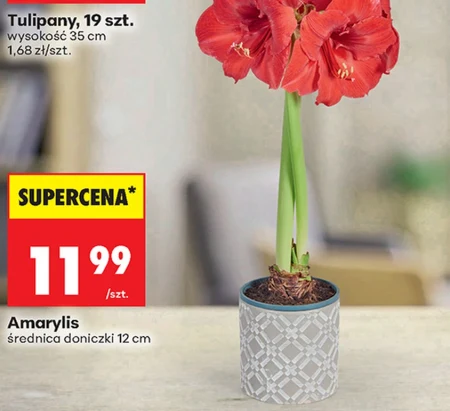 Амариліс Tulipany