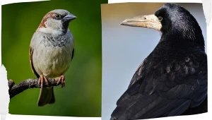 Wróbel domowy i gawron są wciąż liczne w Polsce, ale ich liczba maleje