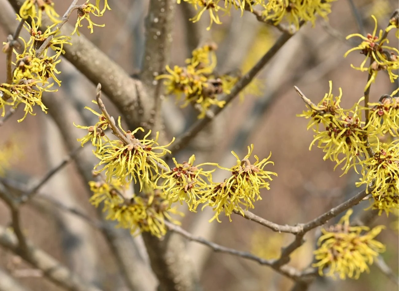 W łagodnym sezonie oczar omszony może zakwitnąć już na przełomie jesieni i zimy
