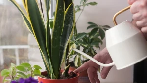 Czego potrzebuje sansewieria, aby szybko rosła?