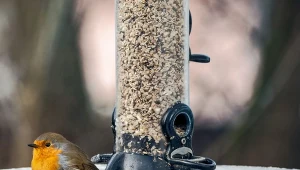 Czy zimą ptaki potrzebują wody? Sprawdzony sposób, aby nie zamarzała w poidełku.