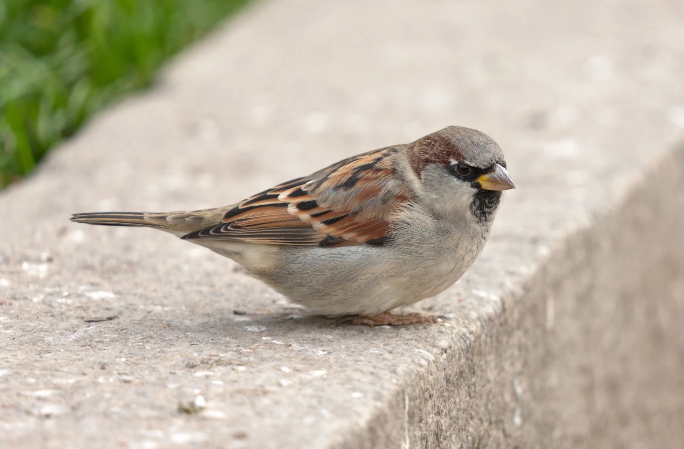 Wróbel siedzący na betonowym krawężniku, o szaro-brązowym upierzeniu i wyraźnych czarnych znakach na skrzydłach, z rozmytym tłem trawnika.