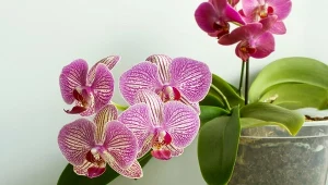 Nietypowa metoda podlewania kwiatów doniczkowych - czy warto ją stosować?