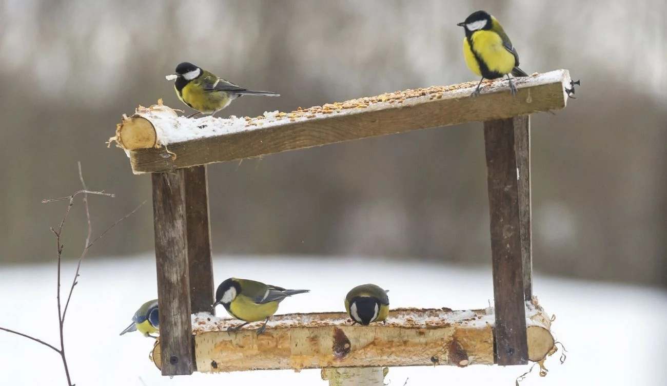 Co zrobić, żeby ptaki chętnie przylatywały do karmnika? Co zrobić, żeby ptaki chętnie przylatywały do karmnika?