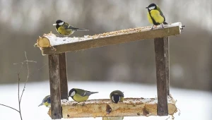 Tym sposobem zwabisz ptaki do karmnika. Mało kto wykorzystuje ten trik