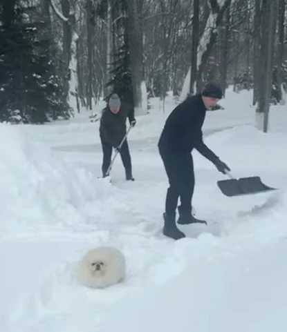 Alaksandr Łukaszenka z synem Nikołajem i uroczym pieskiem podczas odśnieżania Dwóch mężczyzn odśnieża ścieżkę w parku zimowym, w centrum ścieżki leży puszysty biały pies, wokół znajduje się gruba warstwa śniegu i drzewa.