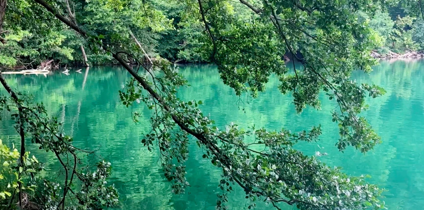Gałęzie drzew zwisające nad spokojną, zieloną taflą jeziora, otoczone bujną roślinnością i odbijające się w wodzie.
