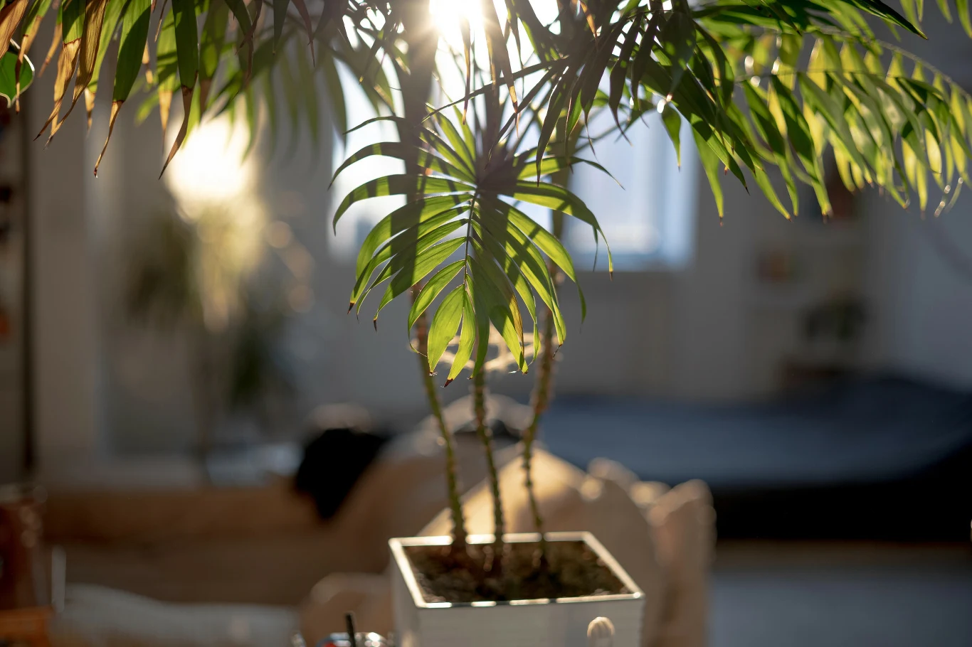 Doniczka z zieloną palmą ustawiona na tle rozświetlonego pokoju, promienie słońca przebijają się przez liście, w tle widoczna rozmyta kanapa i łóżko.