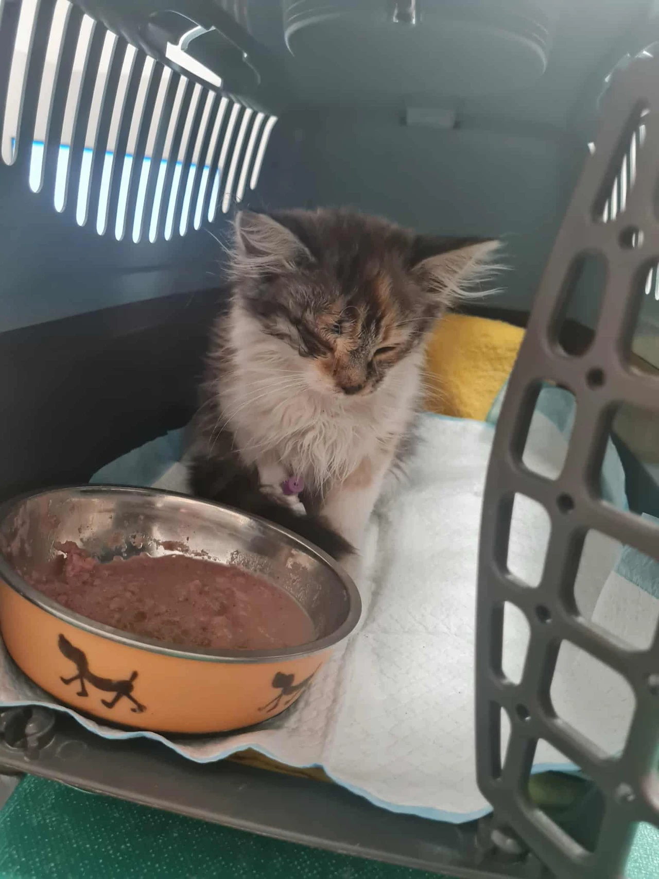 Koty, które ratuje Maja Sznajdrowska odpłacają się jej zaufaniem i miłością. To dla niej najważniejsze w jej działalności Mały kot o futrze czarno-białym siedzi w transporterze na podkładzie higienicznym obok miski z mokrą karmą. Kot wygląda na zmęczonego lub chorego.