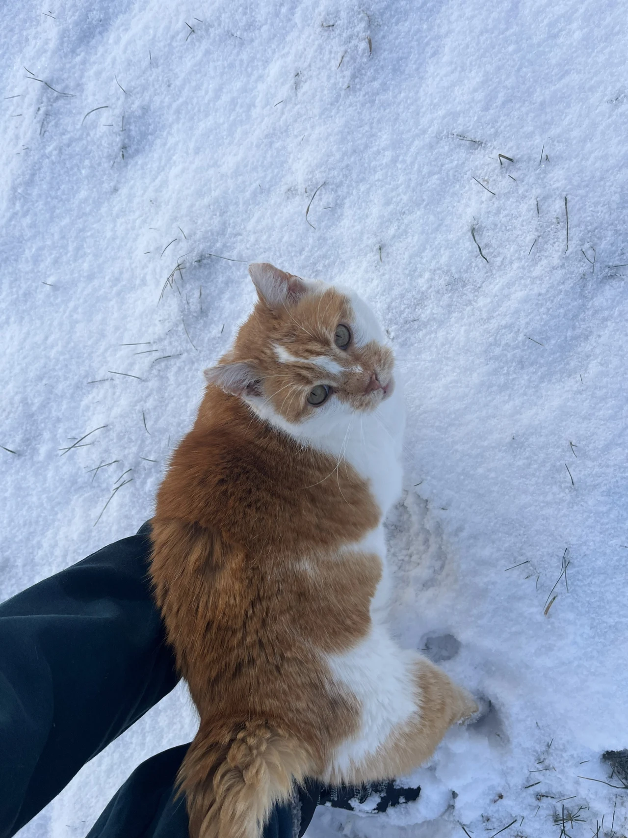 Gdy przychodzą mrozy i śniegi, kotom trudno jest przetrwać bez pomocy człowieka Rudy kot z białymi łapami i plamami patrzy w górę, stojąc na śniegu przy nodze człowieka ubranego w ciemne spodnie.