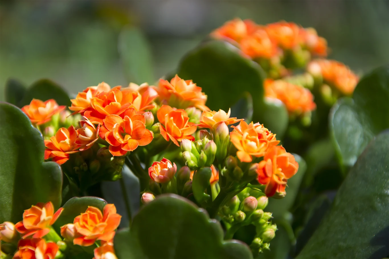 Intensywnie pomarańczowe kwiaty kalanchoe otoczone dużymi, mięsistymi, zielonymi liśćmi, rosnące w skupiskach na tle rozmytego zielonego tła.