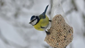 Kule tłuszczowe dla ptaków można zrobić zamodzielnie.