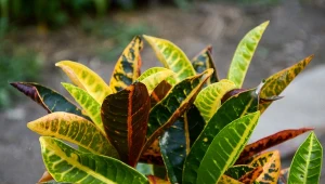 Kroton to roślina, która jest efektowną ozdobą wnętrza domu