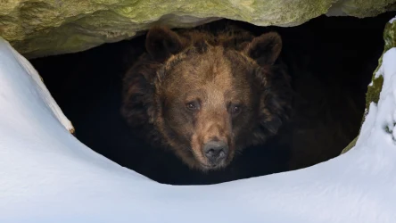Niedźwiedzie w Bieszczadach dzięki niskim temperaturom i dużej ilości śniegu zapadły w sen zimowy