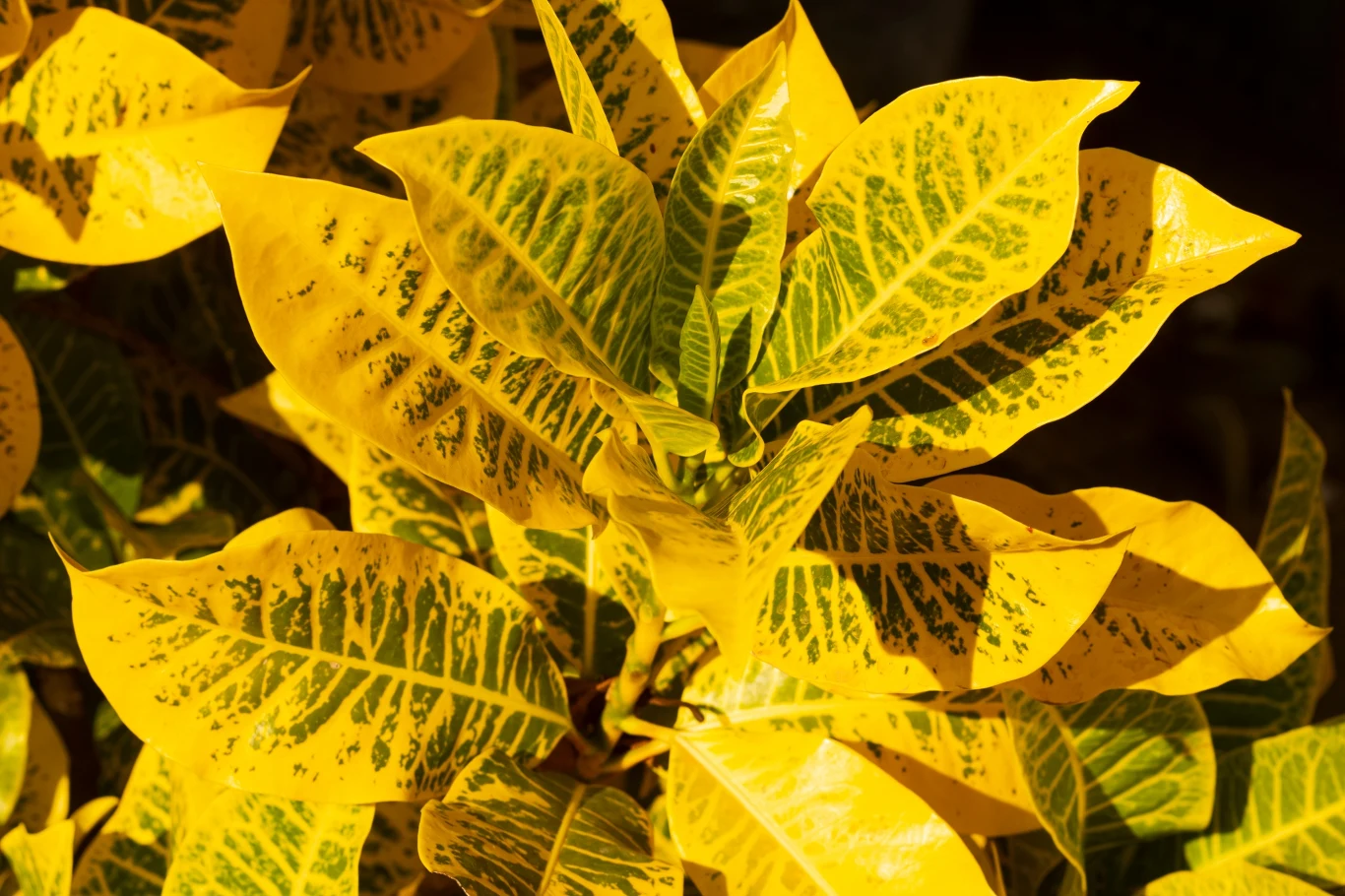 Jaskrawożółte, lancetowate liście o wyraźnych zielonych żyłkach tworzą gęstą, dekoracyjną roślinę przyciągającą wzrok intensywnymi kolorami.