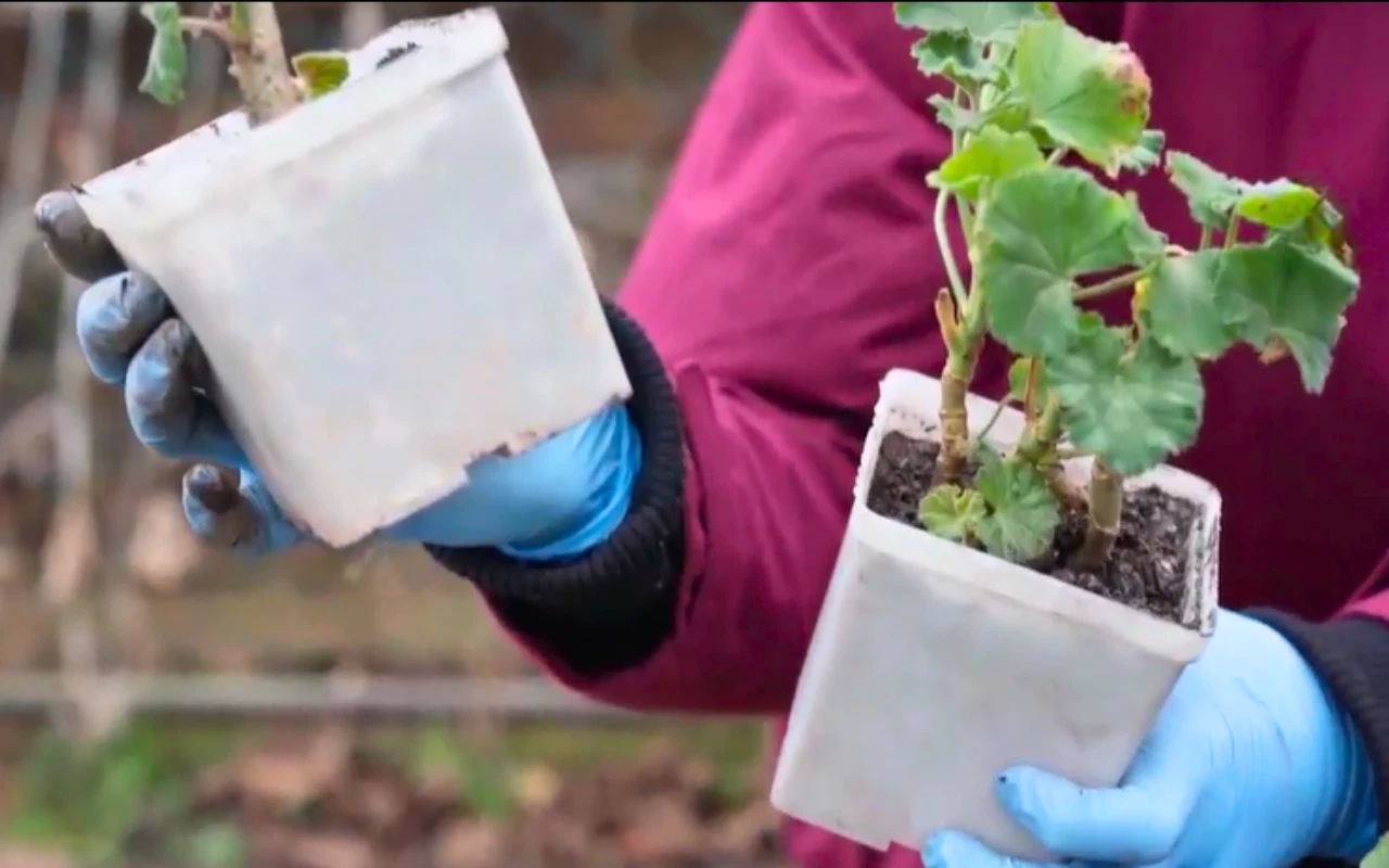 Polski wynalazek zrobi furorę w ogrodnictwie. Te doniczki rozkładają się w glebie, nawożąc sadzonki roślin
