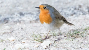 Jak zwabić rudzika do ogrodu?