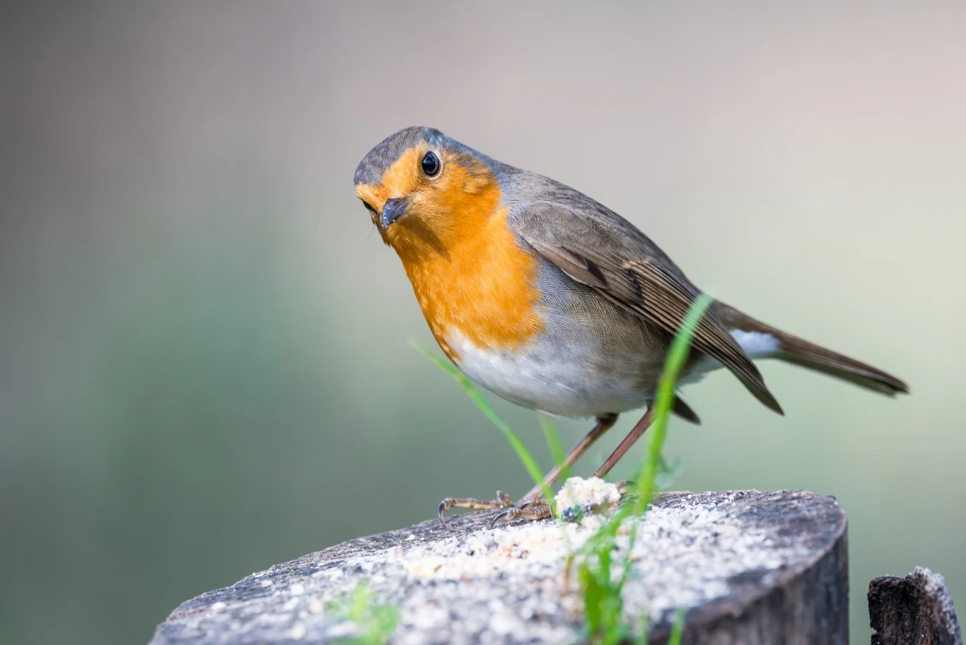 Rudzika można przyciągnąć płatkami owsianymi, owocami, ale także larwami Rudzik z pomarańczową piersią i szarym grzbietem stoi na pniu drzewa, w tle rozmyte naturalne środowisko.
