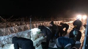 W położonej w Baniewicach, na Zachodnim Pomorzu, Winnicy Turnau właśnie zakończono zimowe winobranie