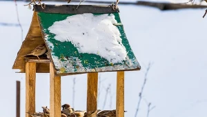 Czym pod żadnym pozorem nie wolno karmić ptaków zimą? Pełna lista 