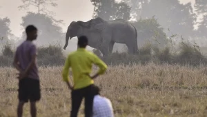Indie. Seria ataków słonia. Rekordowa liczba ofiar (zdj. ilustracyjne)