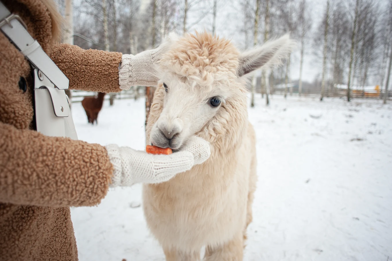 Alpaka karmiona kawałkiem marchewki przez osobę ubraną w zimowe ubranie na tle ośnieżonego terenu i widocznych w oddali drzew.