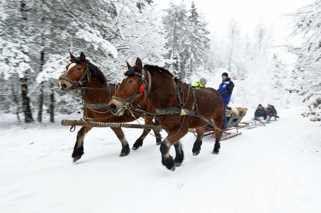 Dwa konie ciągną ozdobne sanie przez zaśnieżony las, na saniach siedzi woźnica oraz kilka osób, wokół rozciąga się zimowy krajobraz z pokrytymi śniegiem drzewami.