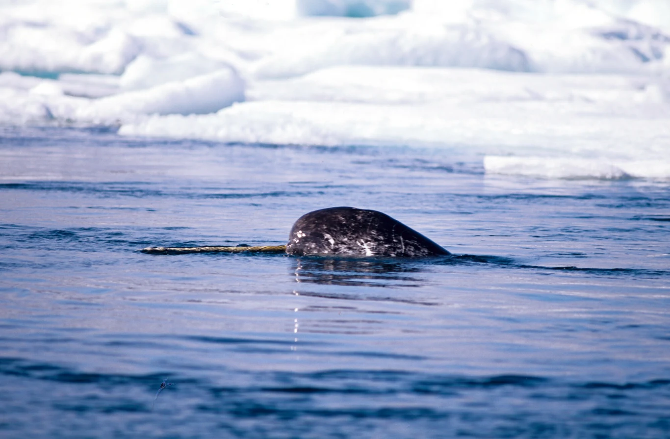 Narwale jednozębne to jedne z najcenniejszych zwierząt Grenlandii Narwal wynurzający się z wody wśród pływających lodowych brył na tle arktycznego krajobrazu.