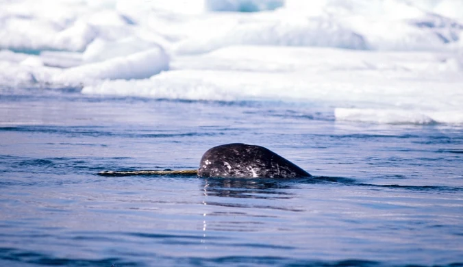 Narwale jednozębne to jedne z najcenniejszych zwierząt Grenlandii