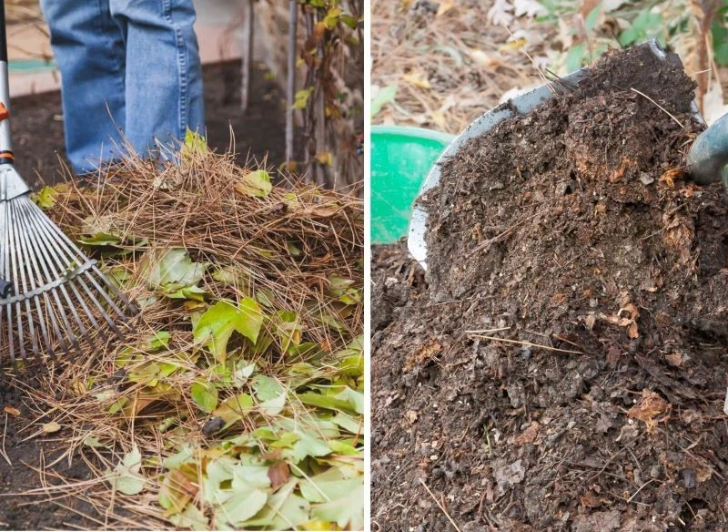 Ziemię wrzosową warto przygotować nie tylko po to, by nawozić rododendrony i hortensje, lecz także do podwyższenia kwasowości innych typów podłoża ...