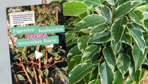 Figowiec benjamina świetnie prezentuje się w małych wnętrzach, często jest formowany w typie bonsai. Fot. 123RF/PICSEL/https://www.tiktok.com/@w_otoczeniu_roslin