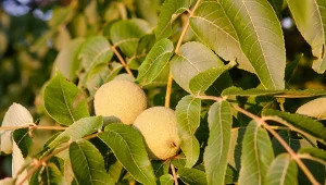 Fot. orzech włoski / 123RF/PICSEL