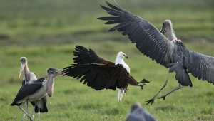 Drapieżnictwo nie jest główną przyczyną wymierania ptaków na świecie