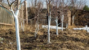 Co sypać zimą pod drzewa owocowe?