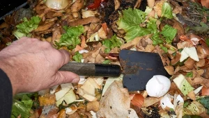 W kompostowniku szczury szukają pożywienia i schronienia.