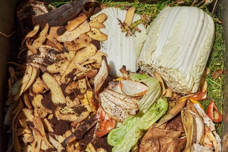 Dostanie się do wnętrza kompostownika to żaden problem dla szczurów